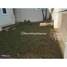 Jasa tukang taman cibubur kami adalah tukang taman yang melayani jasa pembuatan taman yang mengerjakan pasang rumput taman,renovasi taman,bikin taman,pembuatan kolam ikan,kolam minimalis,kolam relief dll,dengan harga yang relatif murah,kami juga melayani jasa pembuatan taman. Jasa Pasang Rumput Taman Tukang Pasang Rumput Shopee Indonesia