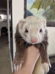 Ferrets can't help being cute.: ferrets