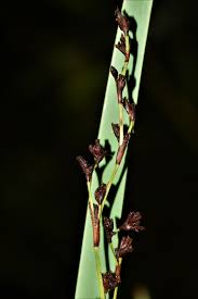 Image result for Costularia