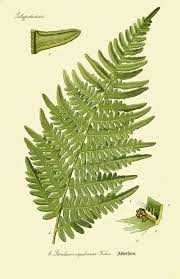 Image result for Pteridium aquilinum