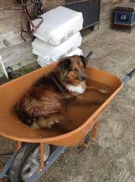 Happy 4th of july from the doctors and staff at emergency pet hospital. Emergency Pet Hospital Of Collier County Naples Fl