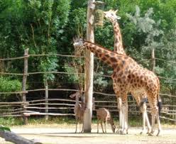 Zoo Pilsen Ausfuhrliche Infos Eintrittspreise Offnungszeiten Und Anfahrt Tierpark Plzen