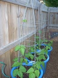 Bush beans aren't as productive as pole beans, but they start producing earlier and you can succession plant throughout the summer. Squash Beans And Peppers Growing Green Beans Bean Trellis Bean Garden
