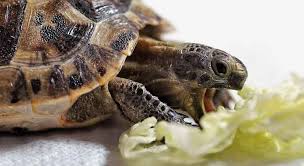 Can Turtles Eat Cabbage The Final Answer Turtleowner Com