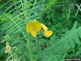 Image result for Sesbania pachycarpa