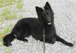 Next Dog Solid Black Long Haired German Shepherd Black German Shepherd Black German Shepherd Puppies German Shepherd Puppies