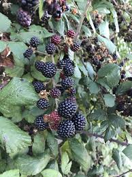 Fin Des Cueillettes Pour Les Muressauvages Lamuree Confreriedesgourmetsdemarsannay Fruirouge Fermefruirouge Conc Bienvenue A La Ferme Cueillette Fruits