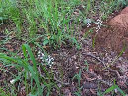 Image result for Disa aconitoides