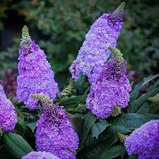 Pugster Amethyst Butterfly Bush In 2020 Butterfly Bush Plants Fast Growing Plants