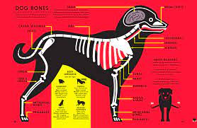 From Animal Kingdom Information Graphics By Nicholas Blechman Information Graphics Animal Infographic Infographic