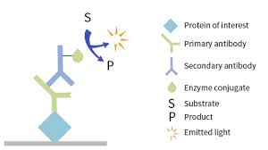 We did not find results for: Chemiluminescent Western Blotting Sino Biological