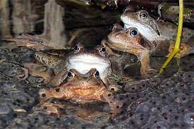 Goldfische sind durchaus robust, doch erst aber einer bestimmten wasserqualität beginnen sie zu laichen. Aktuelle Nachrichten Zur Amphibienwanderung 2021 Nabu