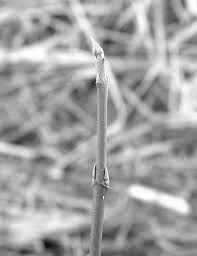 Image result for Sericorema sericea