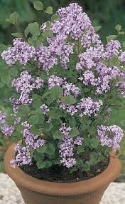 A variety of succulents in a pot. Help My Lilac Plant Won T Flower Monty Don Answers Your Gardening Questions Daily Mail Online