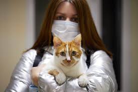 Companion pet clinic is located in seattle city of washington state. Free Pet Vaccinations Offered This Weekend Around The Sound