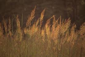 Image result for Sorghastrum nudipes