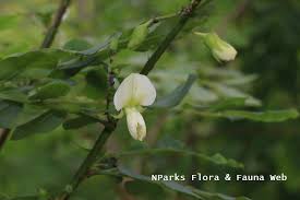 Image result for Ormocarpum schliebenii