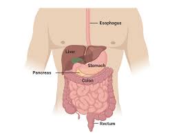 GI cancers