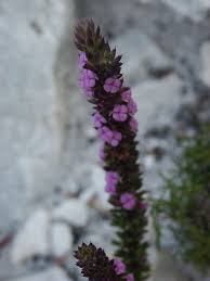 Image result for Muraltia