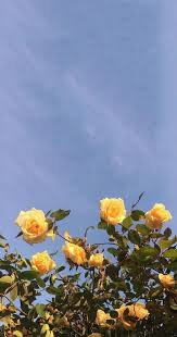 Aesthetic sunflowers and roses wallpaper. Aesthetic Sunflower Pictures Wallpapers Wallpaper Cave