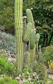 Image result for Pauridiantha dewevrei