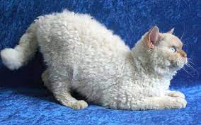 Man wollte mehrere dieser gelockten. Selkirk Rex Katzen Spontane Genmutation Begrundete Neue Katzenrasse Vet Magazin Com