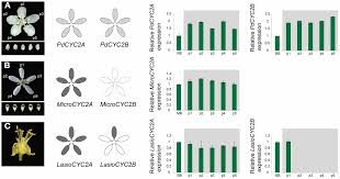 Image result for Triaspis macropteron
