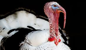 Both sexes have those, too, but they're more functional in male turkeys. How Do Lady Turkeys Pick Their Guys Inside Science