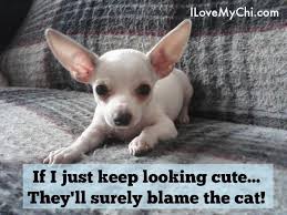 20 Chihuahua Memes That Will Make You Laugh I Love My Chi