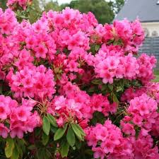 Rhododendron Anna Rose Whitney Pot De Fleurs Bloom Arbuste
