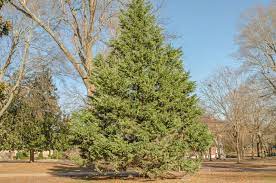 Saplings are newly planted trees. Facts About Cedar Trees Learn How To Care For A Cedar Tree