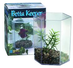 Betta Keeper Aquarium Tank Betta Betta Fish Aquarium