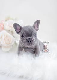 Check spelling or type a new query. Blue And Tan French Bulldogs Teacup Puppies Boutique