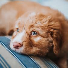 pin on favorite dog breeds
