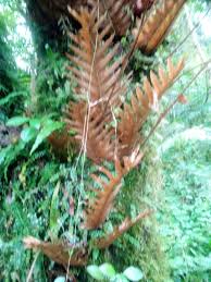 Image result for Vittaria volkensii