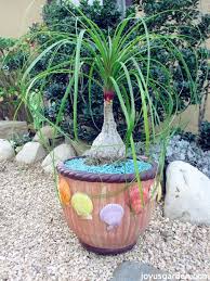 During my last visit to the garden center i encountered some carnivorous plants and wondered if they would nom all the pesky wingers. Repotting Top Dressing My Ponytail Palm Joy Us Garden