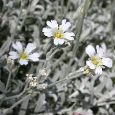 Image result for Cerastium indicum