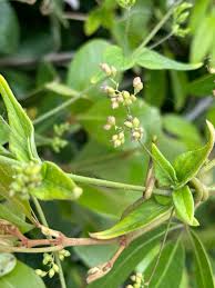 Image result for Psilotrichum