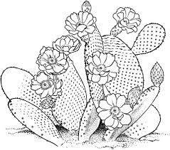 Lobivia famatimensis cactus coloring pages to color, print and download for free along with bunch of favorite cactus coloring page for kids. Opuntia Prickly Pear Cactus Coloring Page Free Printable Coloring Pages Flower Coloring Pages Cactus Drawing Cactus Art