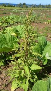 Image result for Dysphania procera