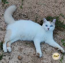 Check spelling or type a new query. Kembara Minda 7 Kenapa Kucing Kucing Comel Ini Meninggalkan Rumah Tuannya
