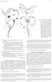 Image result for Combretum psidioides