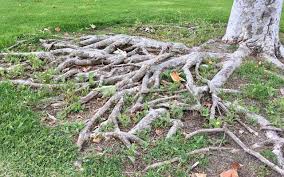 Now and then it happens that people have to part with a tree from their garden. Tree Roots Causing Problems Find The Real Root Of The Issue Green Vista Tree Care