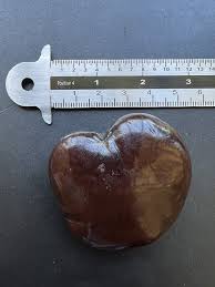 Image result for Entada gigas