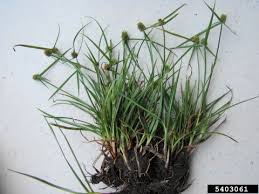 Image result for Kyllinga