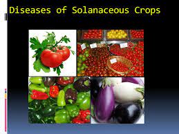 Solanaceae, the nightshade, or potato, family of flowering plants (order solanales), with 102 genera and nearly 2,500 species, many of considerable economic importance as food and drug plants. Ppt Diseases Of Solanaceous Crops Powerpoint Presentation Free Download Id 2516998