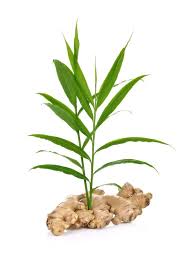 Ginger is a tropical plant that does not survive frost. How To Grow Ginger Plant With Care Tips Horticulture Co Uk