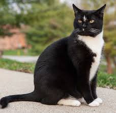 Kedi Cinsleri En Begenilen 55 Tur Ve Ozellikleri Paratic