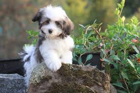 The havanese originated in cuba and was created to play with children in the 17th century. Pin On Lovely Still