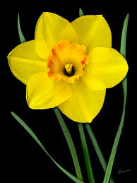 Single Yellow Daffodil Wall Art Contemporary Ultra High Resolution Wall Art A Print Of An Original Artwork By Mary Ahern Artist Daffodils Yellow Daffodils Daffodil Wall Art